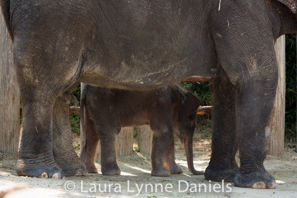 Baby Elephants at The Fort Worth&nbsp;Zoo