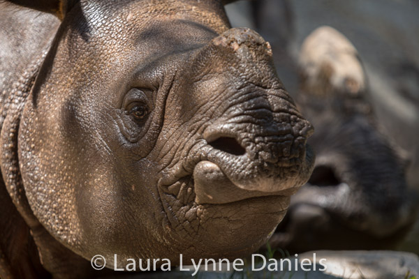 Asha and Shanti, the One Horned&nbsp;Rhinos