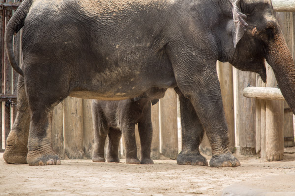 Just a Quick Trip to Check On The&nbsp;Babies