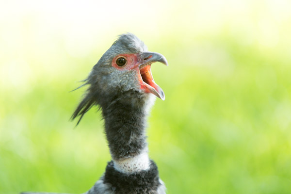 Just A Quick Little Post about Some of the Other Animals