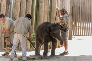 Bowie seems to like having his head scratched