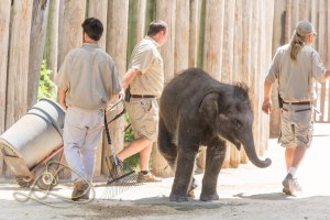 Bowie followed the zookeepers the whole time they were there,  He seemed to love them.  And his little back legs are crossed here the way Belle always crosses hers