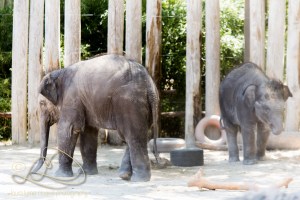 _MG_8233 Fort Worth ZooMay 04, 2014