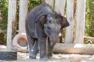 _MG_8238 Fort Worth ZooMay 04, 2014