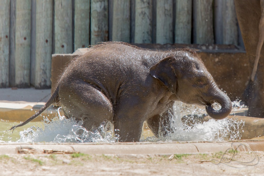 Belle and Bowie Are Growing&nbsp;Up!