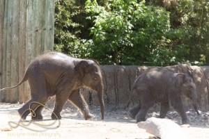 Belle is a lighter color than Bowie and she is still bigger