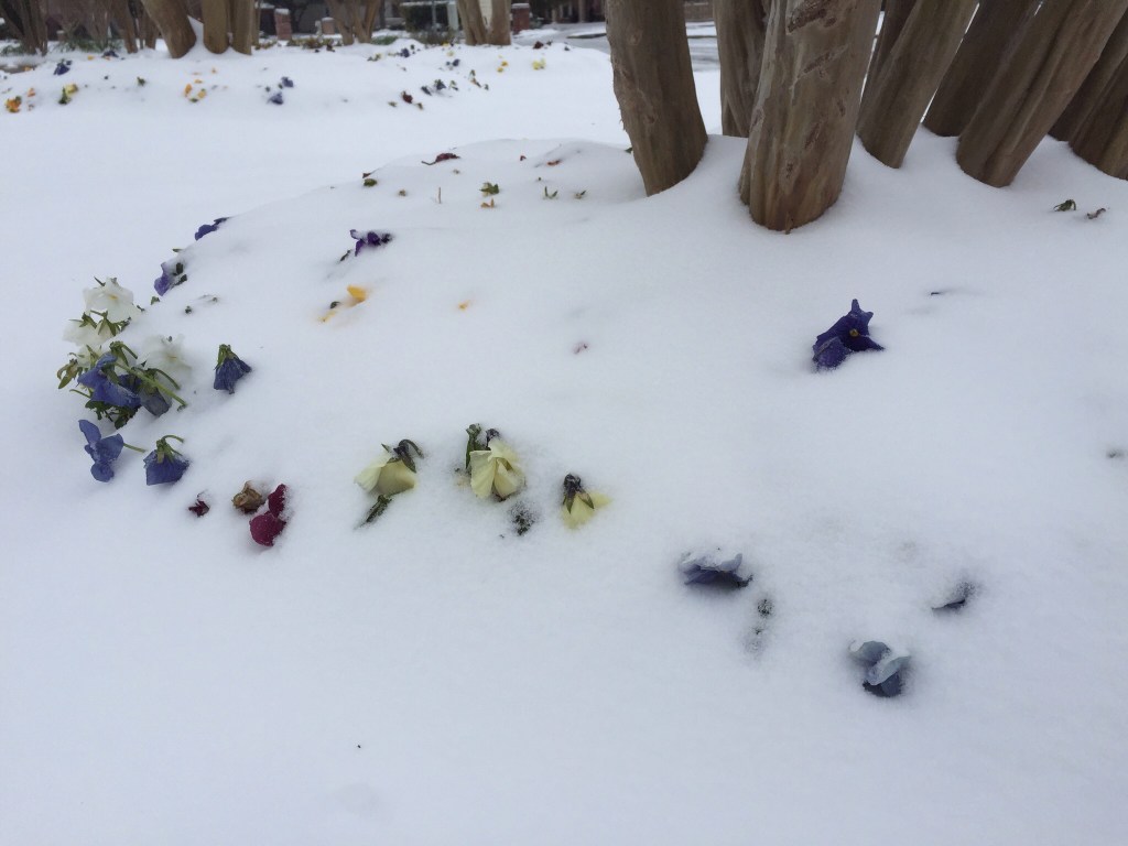 A Jersey Girl In A Winter Storm in&nbsp;Texas