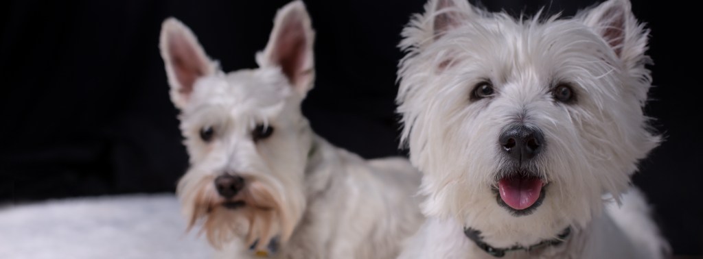 Fluffy on December 8, 2012 and Bentley in the background