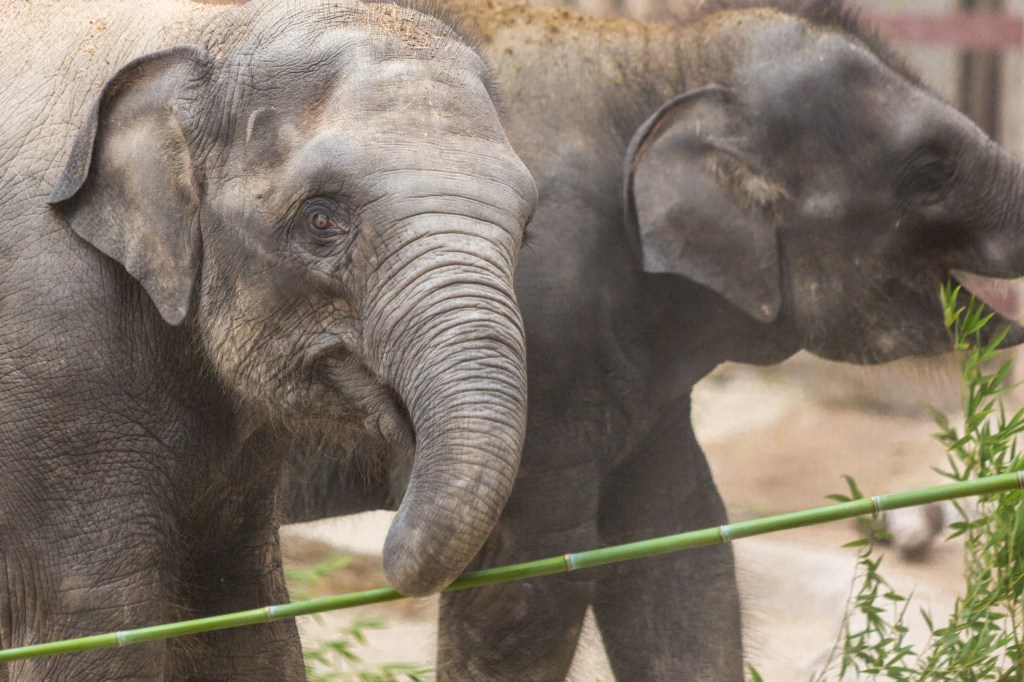 Belle’s 2nd Birthday – July 7,&nbsp;2015