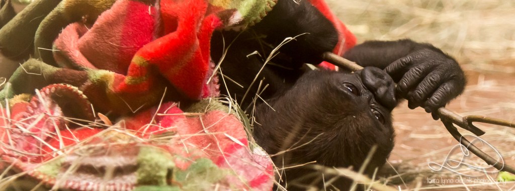 Visiting Gus, Belle and Bowie at the Fort Worth Zoo&nbsp;4-27-2016