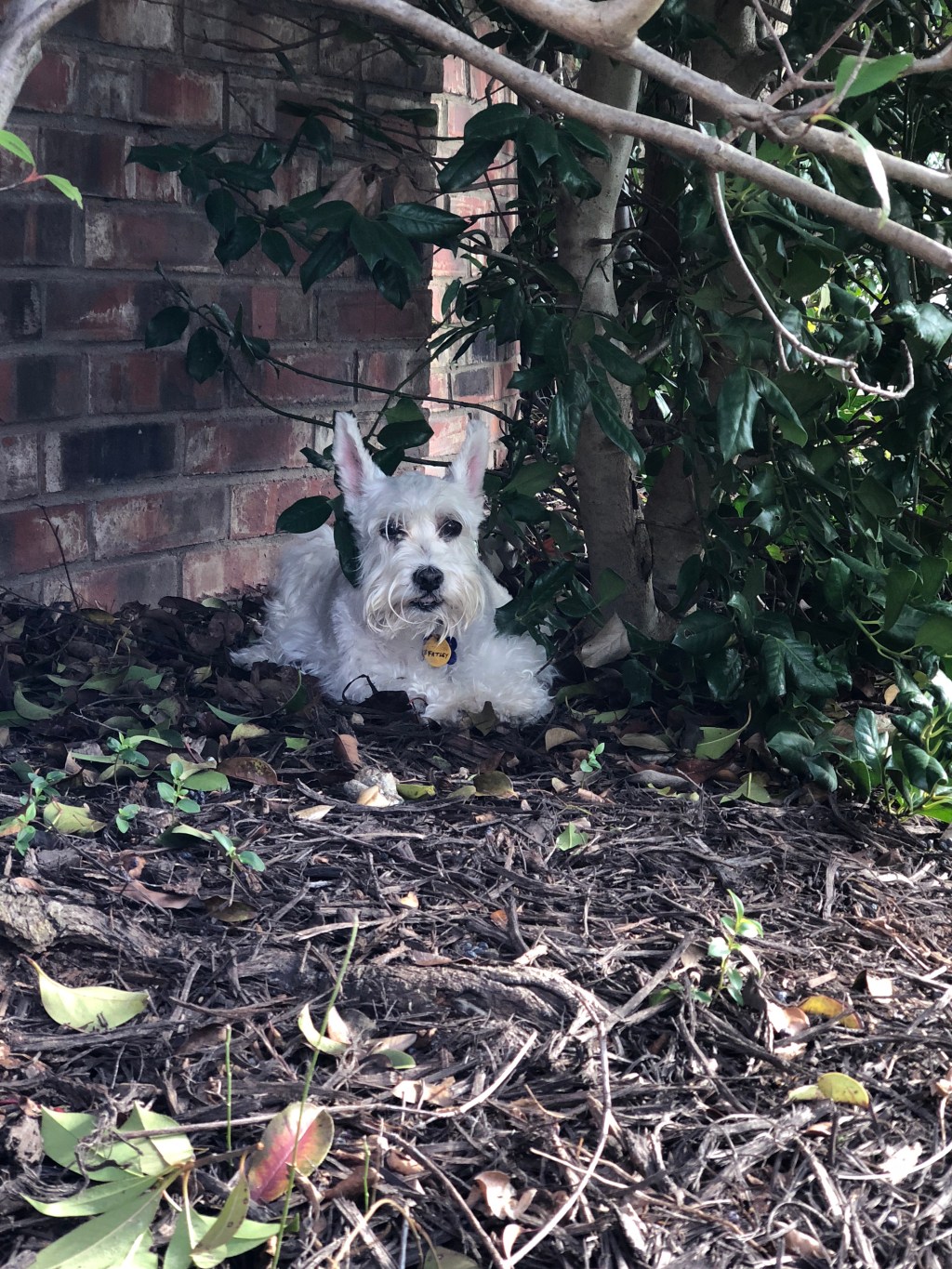 Bentley and My Tango&nbsp;Dress
